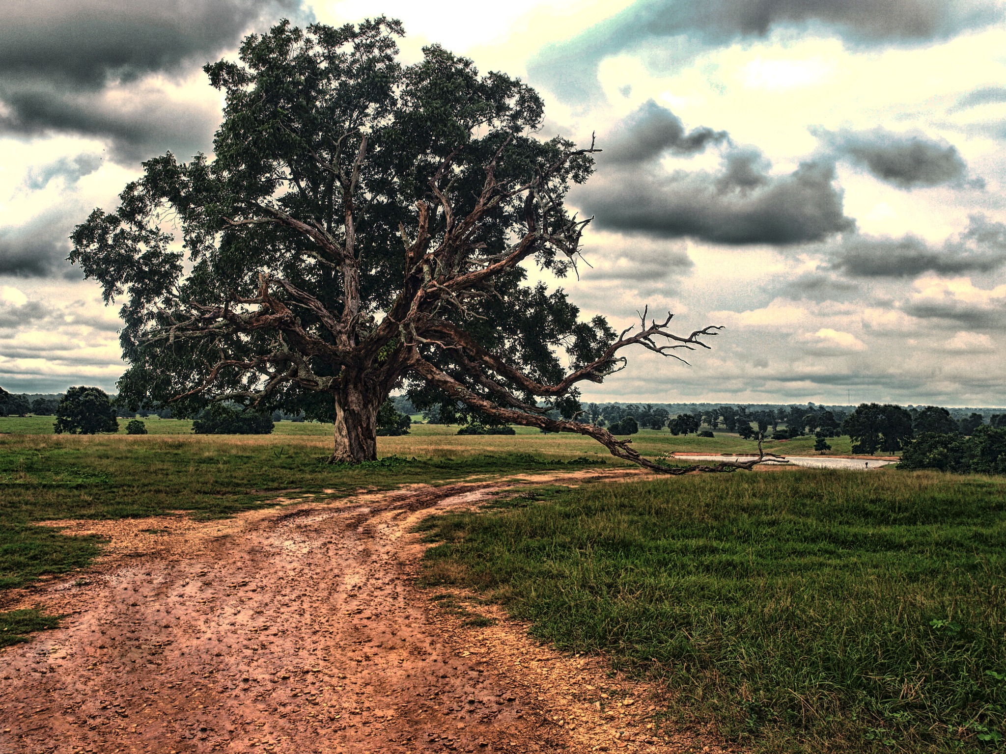 Old tree beside a country road